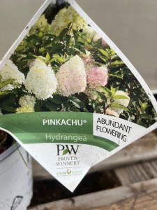 Hortensja bukietowa 'Pinkachu' etykieta